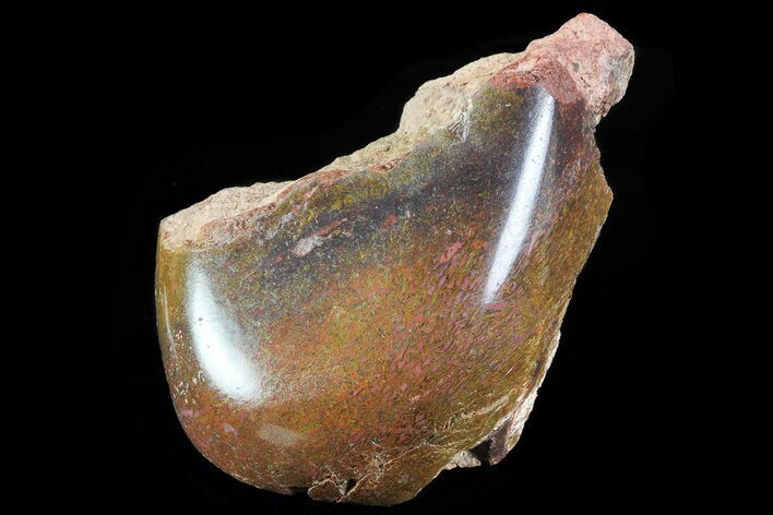 Polished Dinosaur Bone (Gembone) Section - Colorado #72990